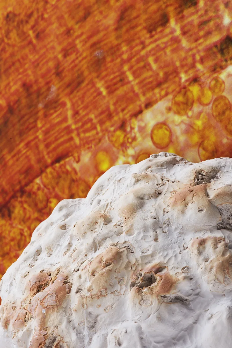 DMA 2015 - CéramiqueLe monde microscopique : cellules et bactéries comme outils de recherche en céramique.