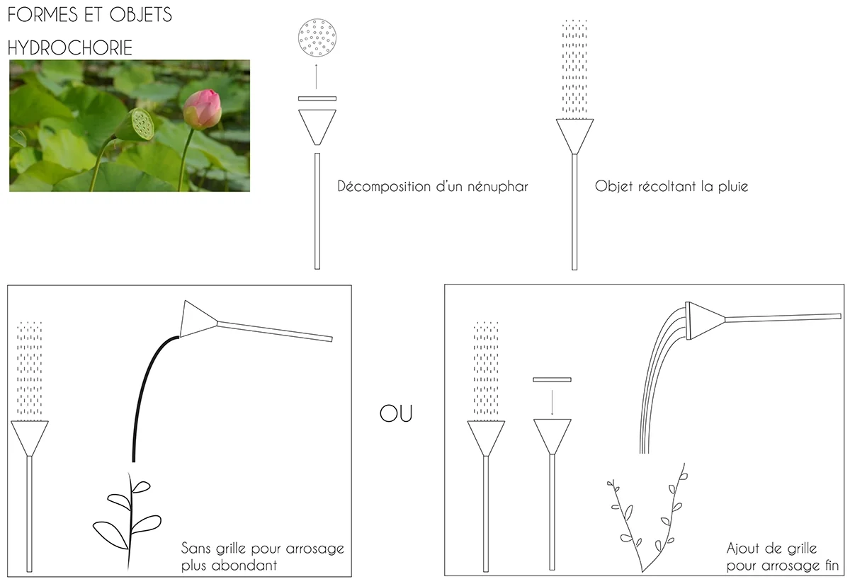Planche de recherche : formes et objets inspirés de l’hydrochorie