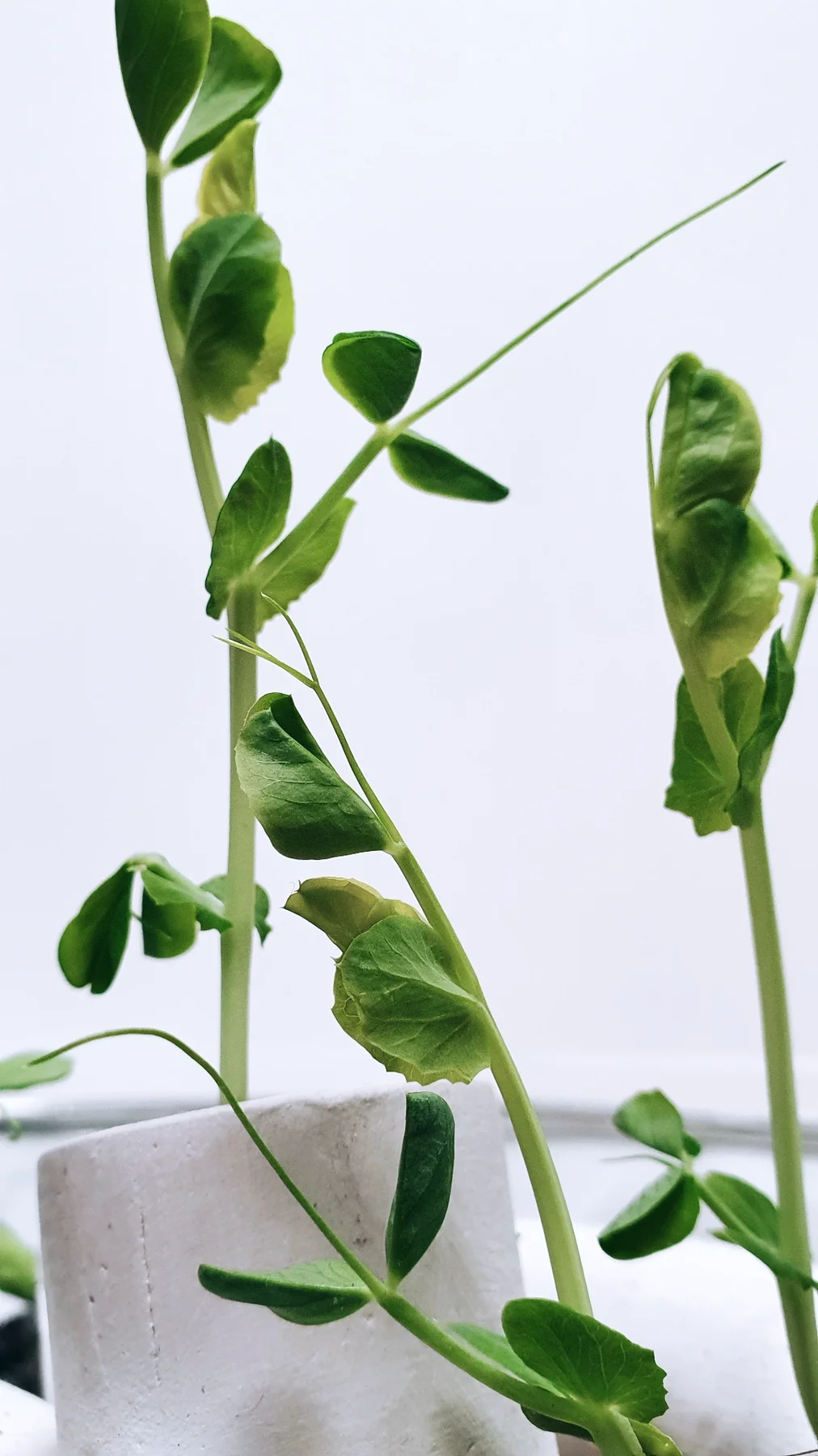 Pousses de pois sortant d’un tuyau en terre crue