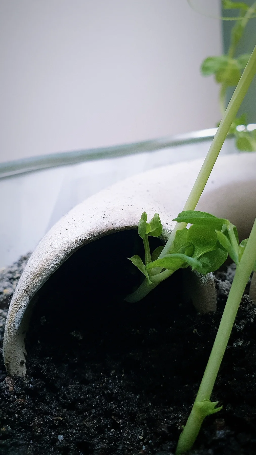 Pousse de pois courbée à la sortie d’un tuyau
