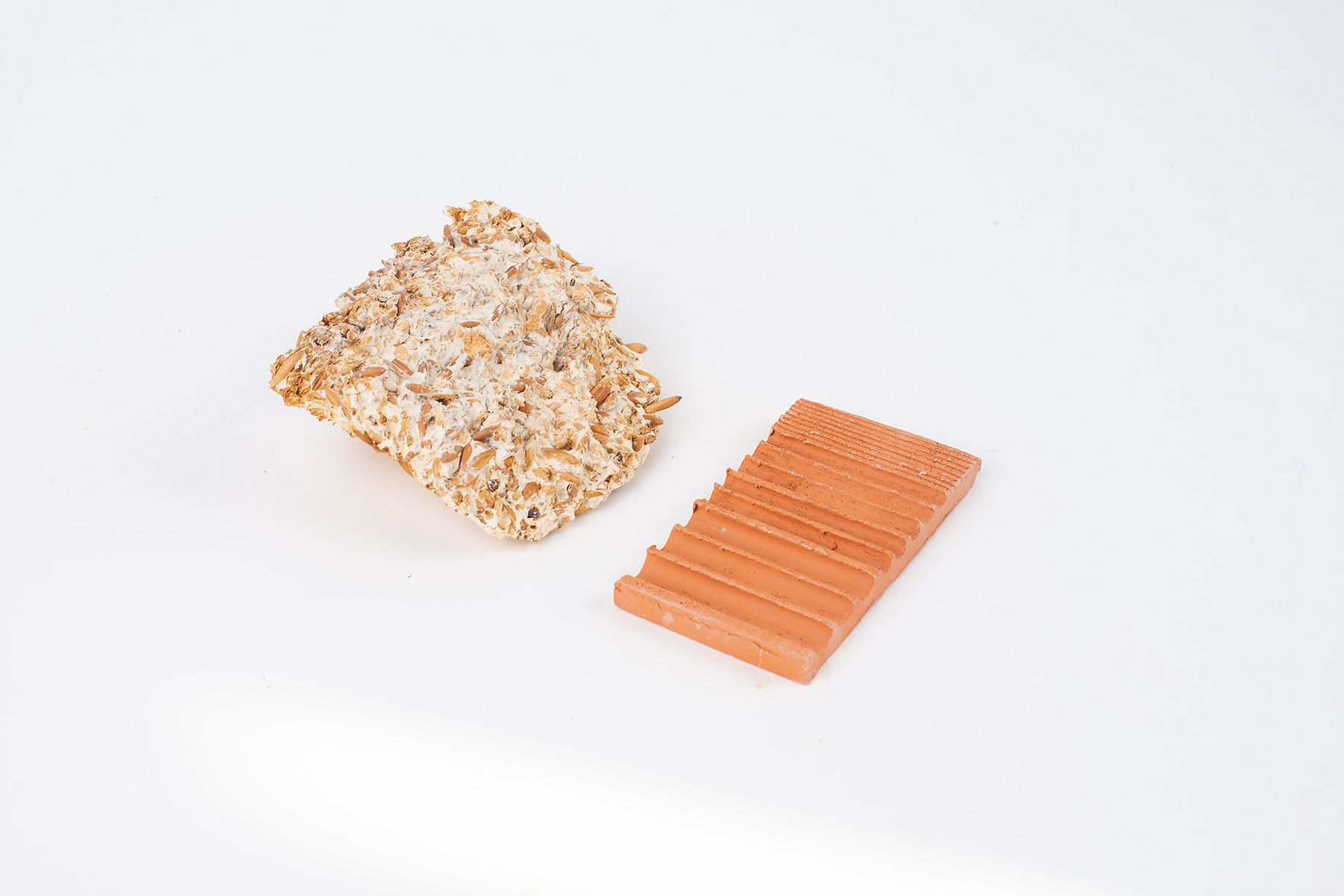 Mycélium sur grain et faïence Mycélium sur grain et faïence