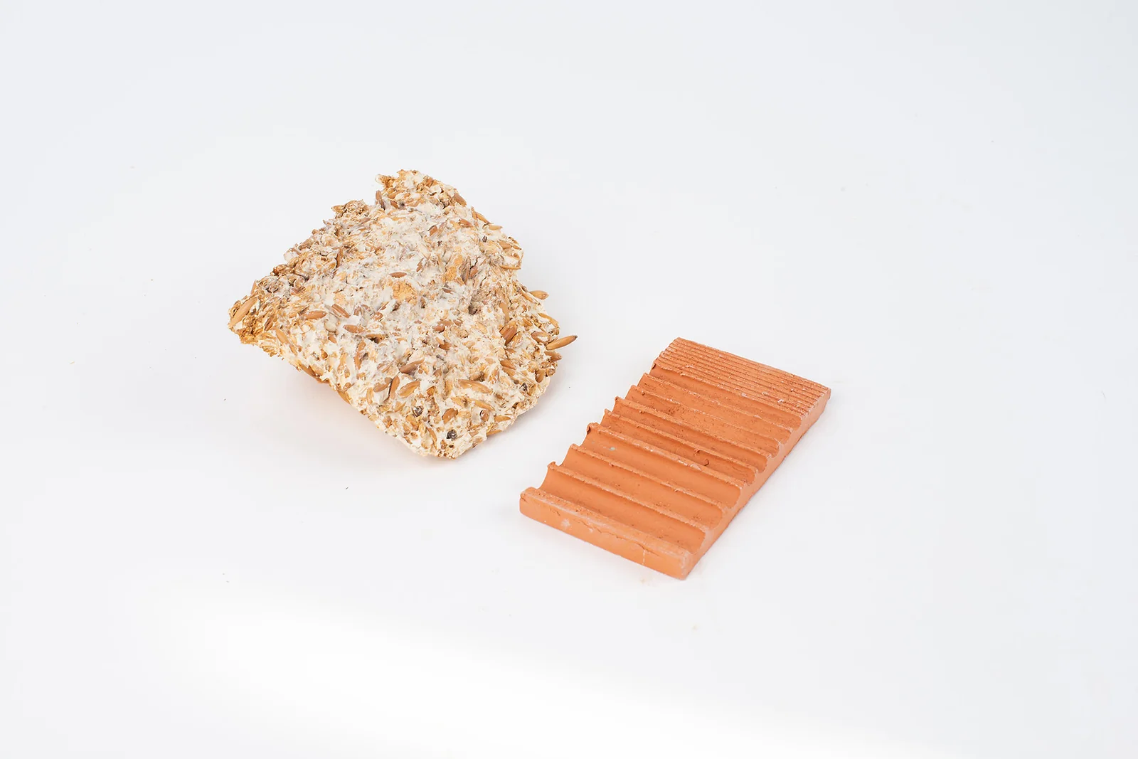 Mycélium développé sur grain et sur faïence