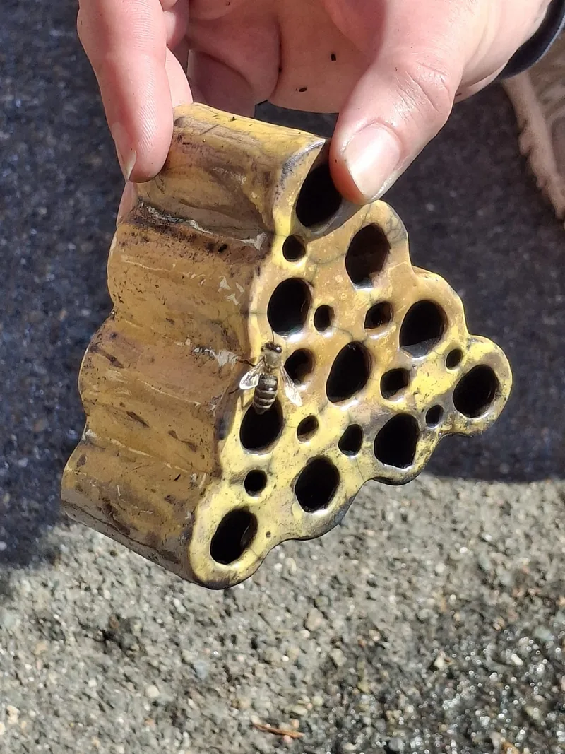 DNMADe 2022/25 - Parcours céramiqueOrnitho-logis : des modules en céramique accrochés aux murs de la ville pour accueillir oiseaux, insectes pollinisateurs et plantes mellifères.